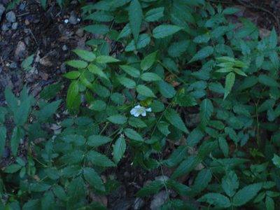 Rubus queenslandicus, photographed by aiwendil