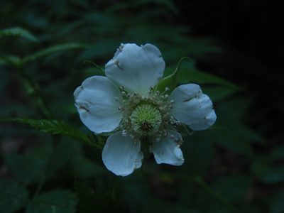 Rubus queenslandicus, photographed by aiwendil