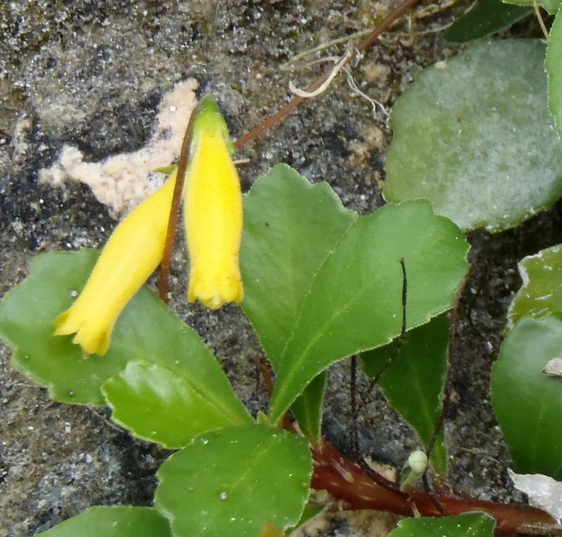 Gesneria citrina, photographed by Al Kordesch