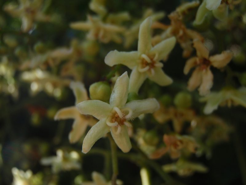 Flindersia bourjotiana, photographed by aiwendil