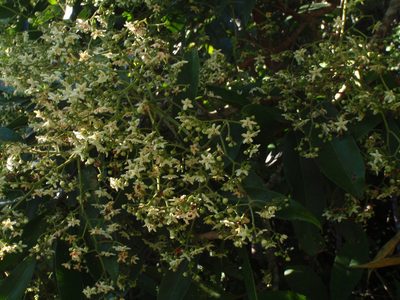 Flindersia bourjotiana, photographed by aiwendil