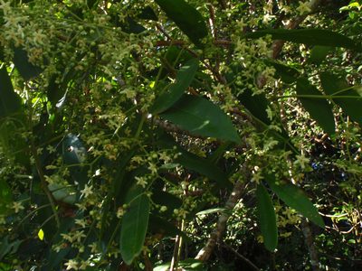 Flindersia bourjotiana, photographed by aiwendil