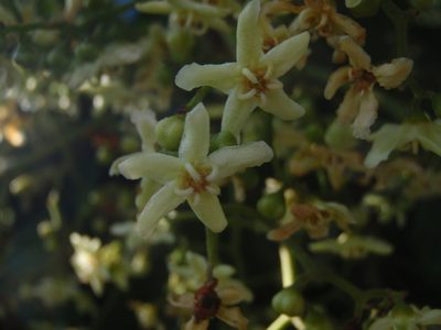 Flindersia bourjotiana, photographed by aiwendil