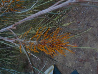 Grevillea pteridifolia, photographed by aiwendil