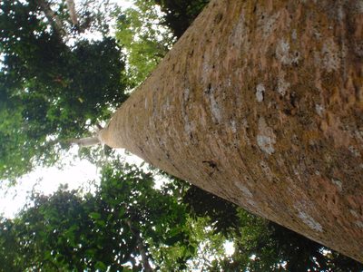 Agathis robusta, photographed by aiwendil