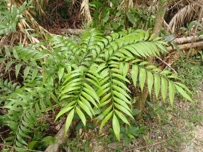 Bowenia spectabilis, photographed by aiwendil