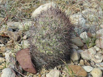 Sclerocactus warnockii, photographed by Annika Lindqvist