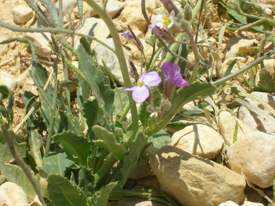 Diplotaxis acris, photographed by John Brew