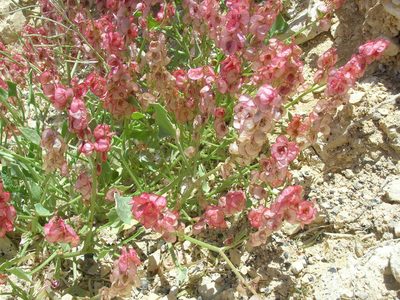 Rumex cyprius, photographed by John Brew