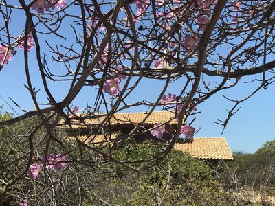 Tabebuia roseoalba, photographed by Tim Hirsch