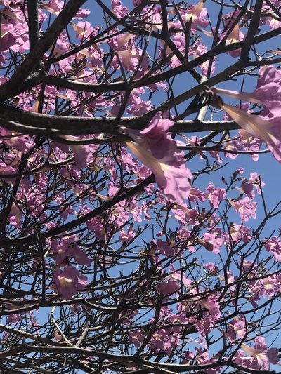 Tabebuia roseoalba, photographed by Tim Hirsch