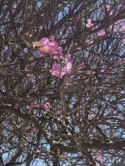 Tabebuia roseoalba, photographed by Tim Hirsch