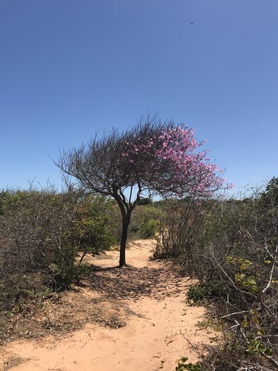Tabebuia roseoalba, photographed by Tim Hirsch