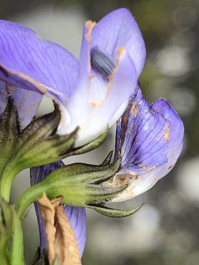 Psoralea azuroides, photographed by Dave U