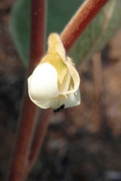 Diospyros galpinii, photographed by Andrew Deacon