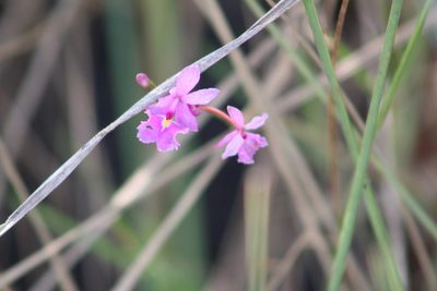 Epidendrum calanthum, photographed by GERMAN LEONEL SARMIENTO CRUZ