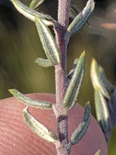 Phylica acmaephylla, photographed by Dave U