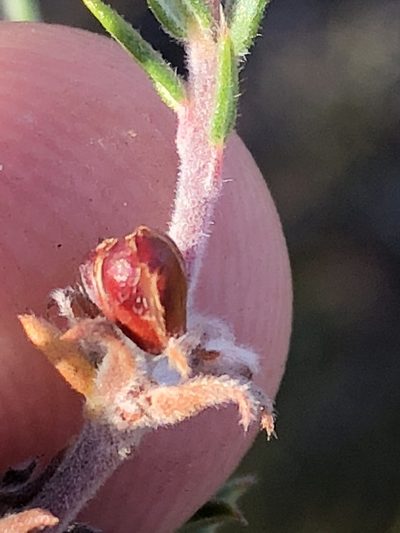 Phylica acmaephylla, photographed by Dave U