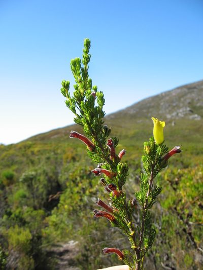 Erica macowanii, photographed by Michael D. Pirie