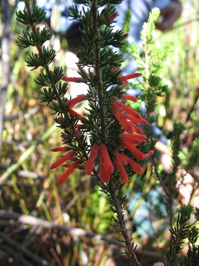 Erica pillansii, photographed by Michael D. Pirie