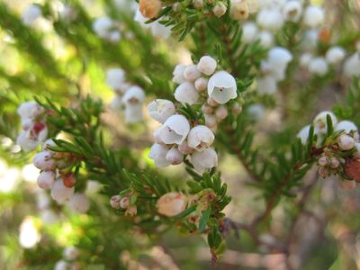 Erica subdivaricata, photographed by Michael D. Pirie