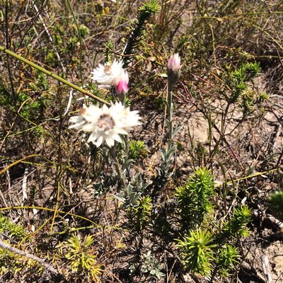 Achyranthemum affine, photographed by Andrew Gillespie