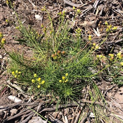 Senecio chrysocoma, photographed by Andrew Gillespie