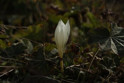 Crocus vallicola, photographed by Vsevolod Rudyi