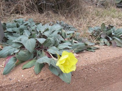 Oenothera brachycarpa, photographed by Annika Lindqvist