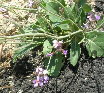 Diplotaxis acris, photographed by John Brew