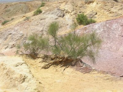 Retama raetam, photographed by John Brew
