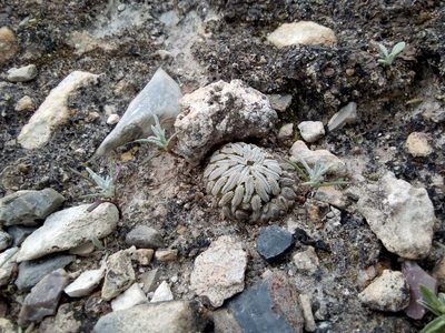 Pelecyphora aselliformis, photographed by Alejandro Gómez Maya