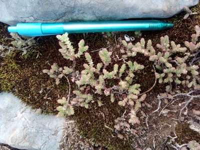 Sedum moranense, photographed by Alejandro Gómez Maya