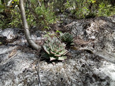 Echeveria agavoides, photographed by Alejandro Gómez Maya