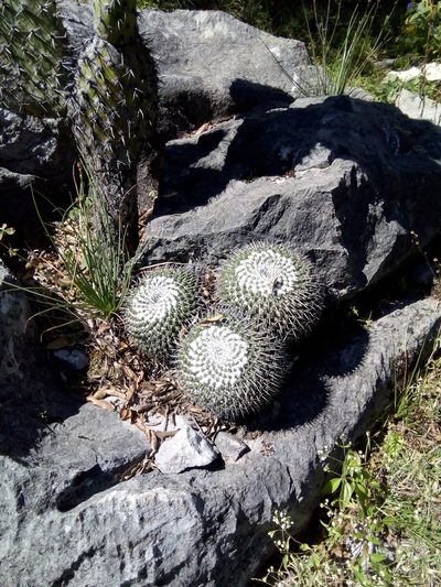Mammillaria orcuttii, photographed by Alejandro Gómez Maya