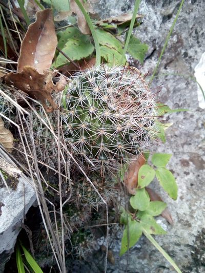 Mammillaria erythrosperma, photographed by Alejandro Gómez Maya