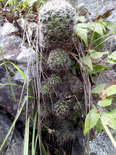 Mammillaria erythrosperma, photographed by Alejandro Gómez Maya