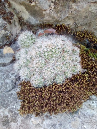 Mammillaria erythrosperma, photographed by Alejandro Gómez Maya