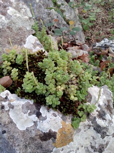 Peperomia quadrifolia, photographed by Alejandro Gómez Maya