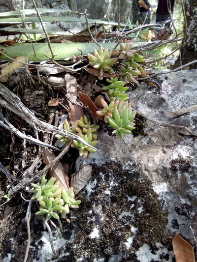 Sedum calcicola, photographed by Alejandro Gómez Maya