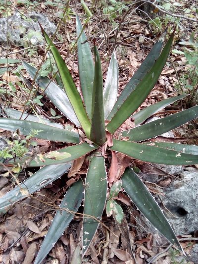 Agave obscura, photographed by Alejandro Gómez Maya