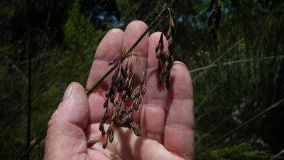 Rhodocoma gigantea, photographed by Shaun Swanepoel