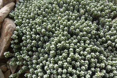 Raoulia petriensis, photographed by John Barkla