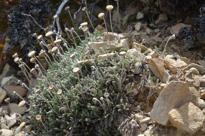 Leptinella pectinata, photographed by John Barkla