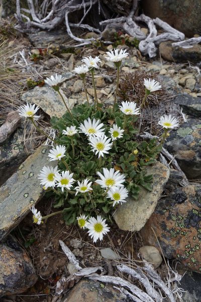 Brachyscome montana, photographed by John Barkla