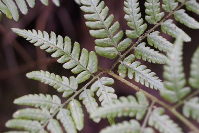 Dryopteris sacrosancta, photographed by harum.koh