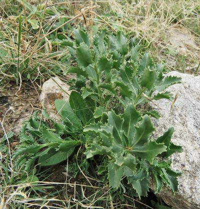 Stillingia treculiana, photographed by Annika Lindqvist