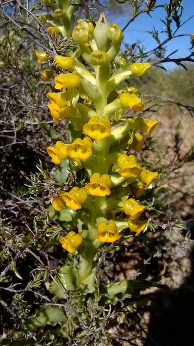 Corycium crispum, photographed by Seth Musker