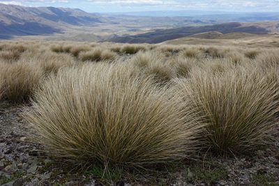 Chionochloa macra, photographed by John Barkla