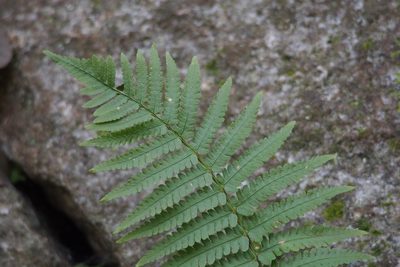 Dryopteris uniformis, photographed by harum.koh